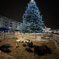 Jarmark Bożonarodzeniowy